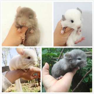 龙猫活物幼崽宠物标灰紫灰粉白米色银斑龙猫宝宝十年老店家养网红