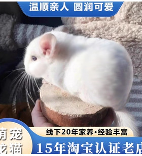 龙猫活物送笼子龙猫活体长毛可爱幼崽自家繁殖视频挑选包活保健康