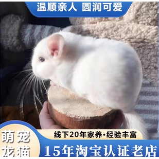 龙猫活物送笼子龙猫活体长毛可爱幼崽自家繁殖视频挑选包活保健康