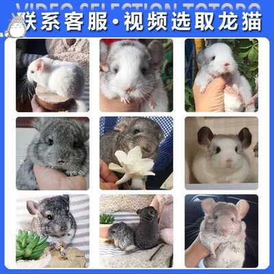 龙猫活物宝宝幼崽甜美可爱居家宠物活体可视频挑选包健康