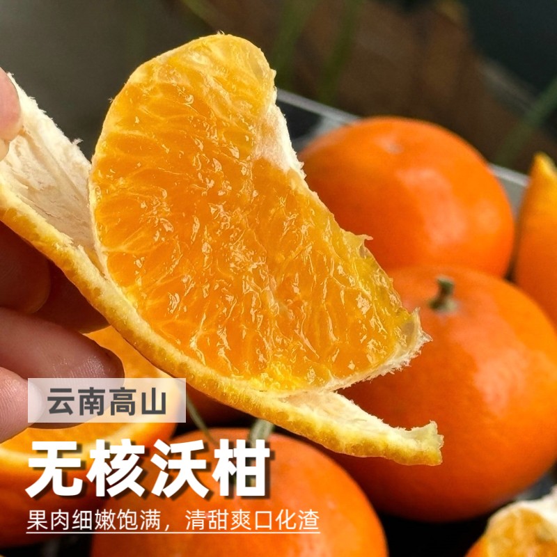 云南高山无核沃柑当季皮薄肉厚果肉鲜嫩香甜多汁柑橘新鲜现摘