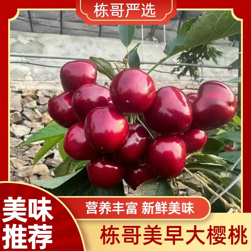 栋哥严选大连美早大樱桃红樱桃大果