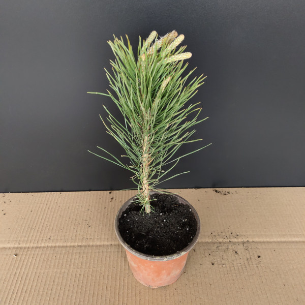 日本三河黑松小苗黑松苗华山松雪松树苗白皮松黑松五针松盆景树桩