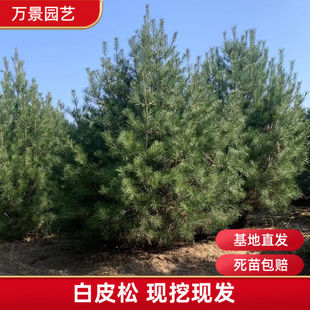 优质白皮松树苗白皮松苗黑松树苗庭院绿化工程苗木黑松苗圃直销