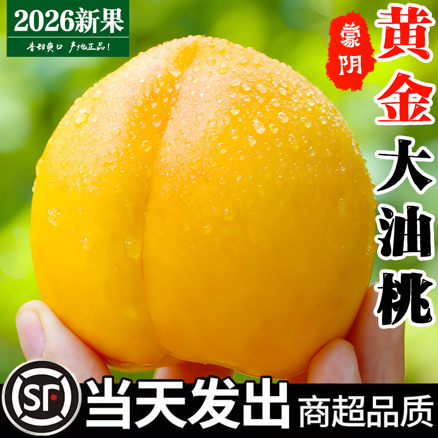 正宗蒙阴黄油桃新鲜水果当季山东黄桃黄金油桃现摘蜜桃脆桃子整箱