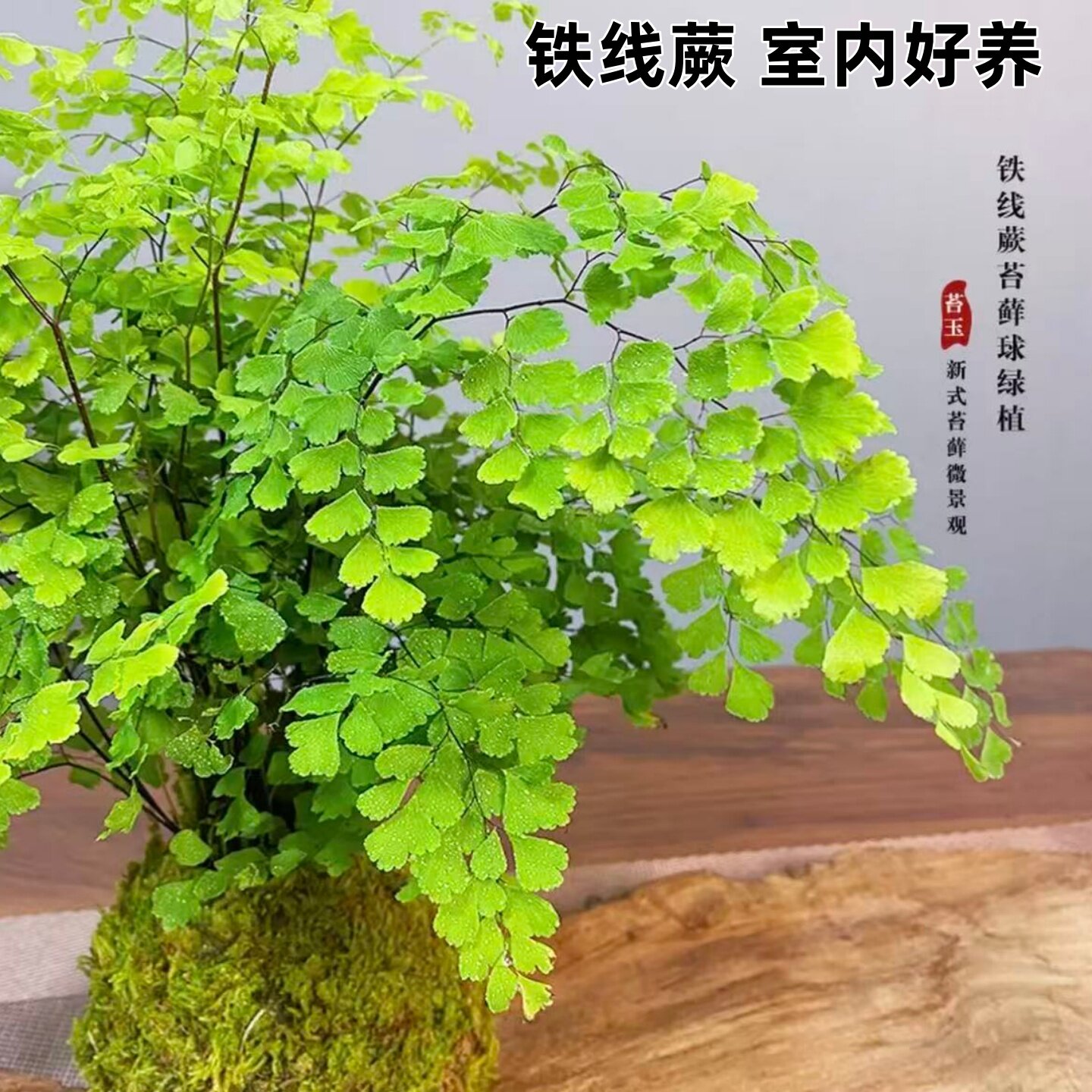 铁线蕨盆栽苔藓球水培植物好养