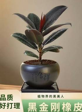 黑金刚橡皮树盆栽净室内家庭植物办公桌懒人盆栽观叶绿植绿金刚