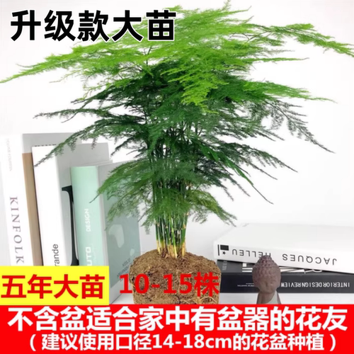 文竹盆栽植物室内办公室水培