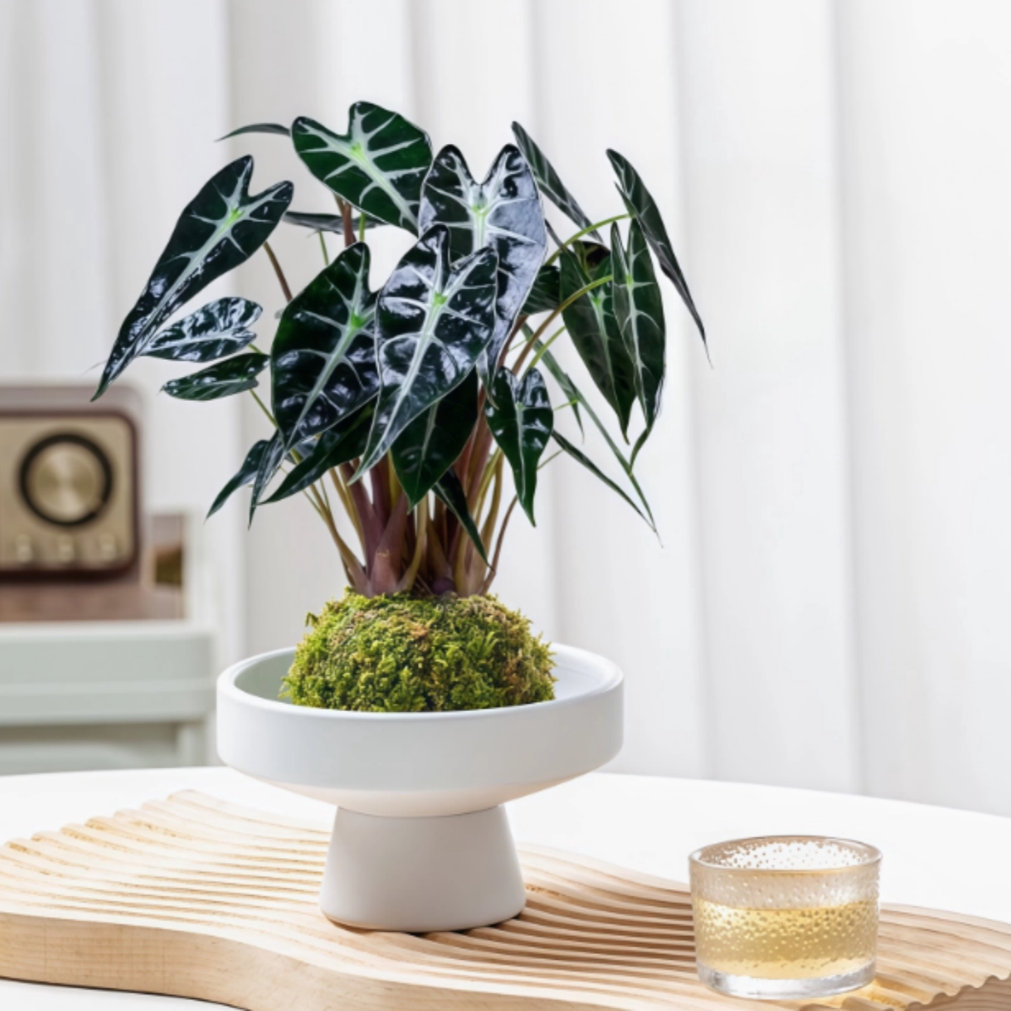 水培植物小仙女海芋苔藓球办公室内花卉桌面好养活喜阴小绿植盆栽
