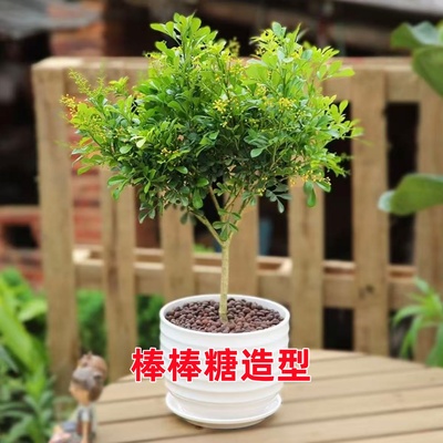 米兰花盆栽九里香室外阳台绿植