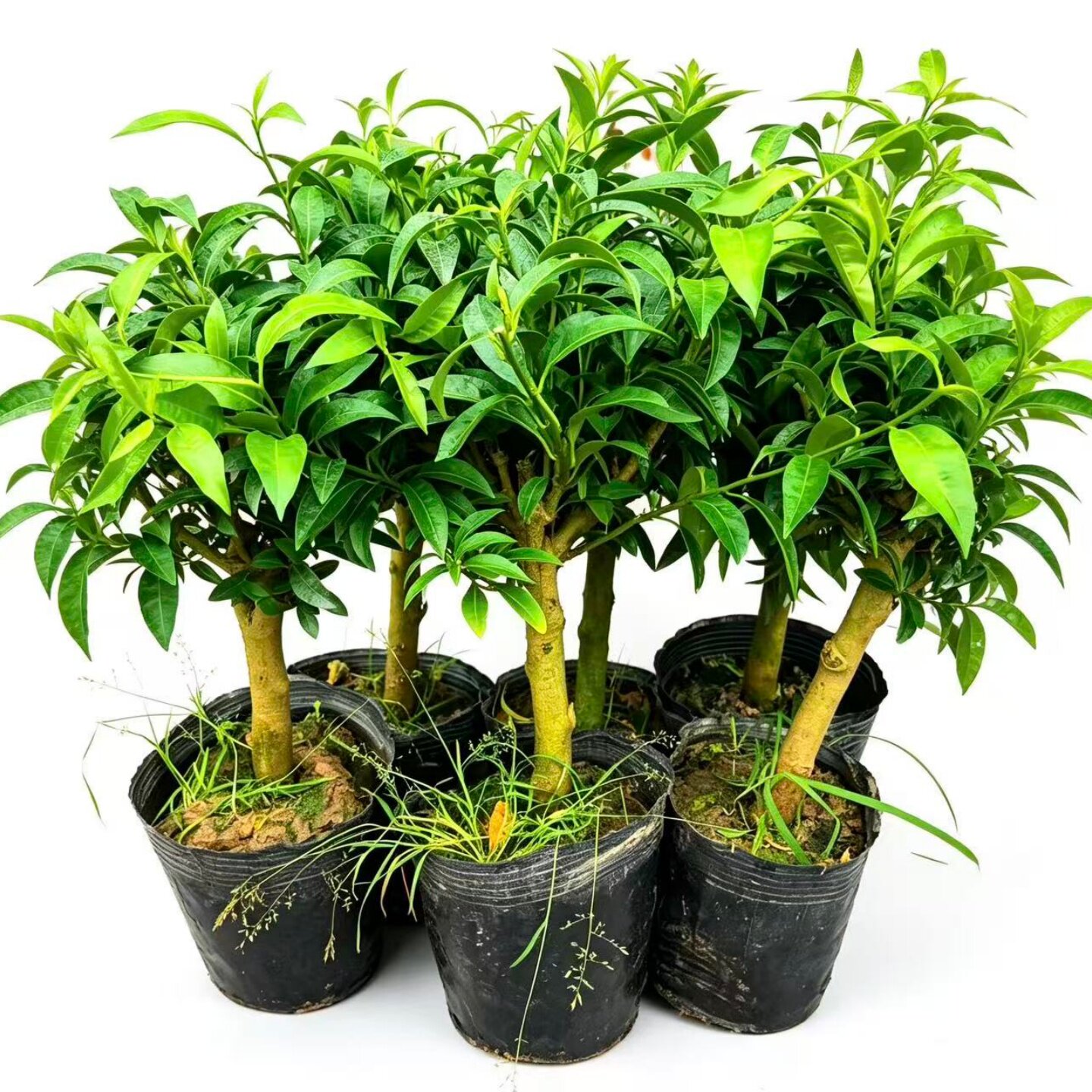 夜来香花苗浓香花木蚊香草盆栽驱蚊花卉四季夜香花当年开花易成活