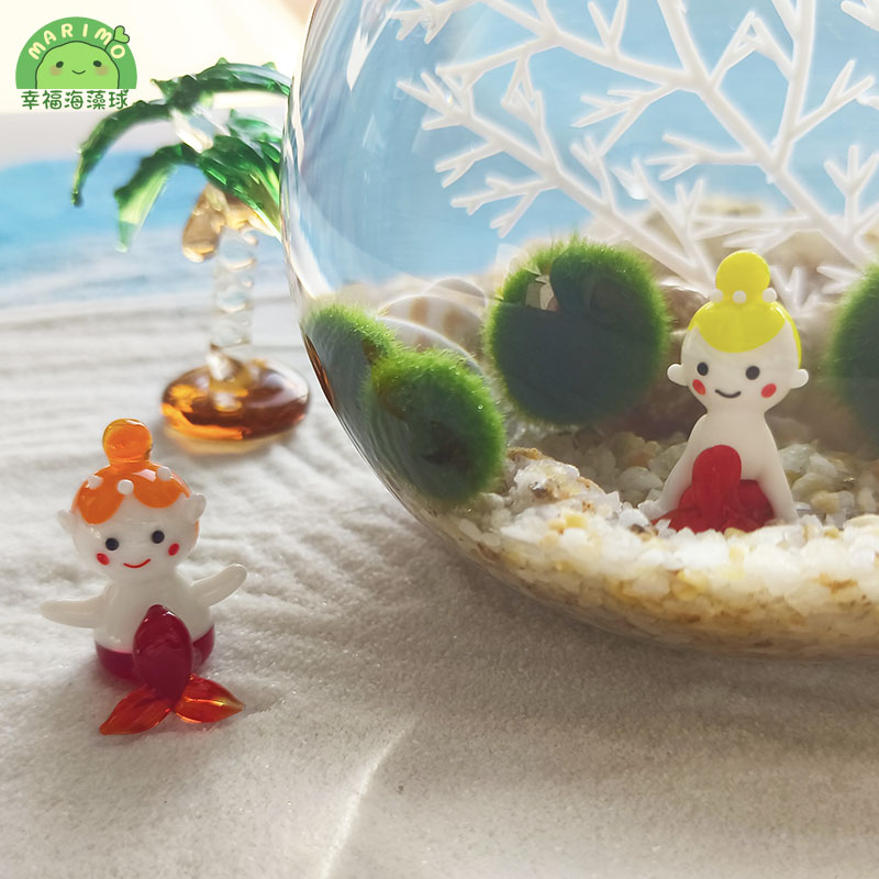 幸福海藻球marimo生态瓶微景观创意盆栽水培植物造景海洋玻璃摆件