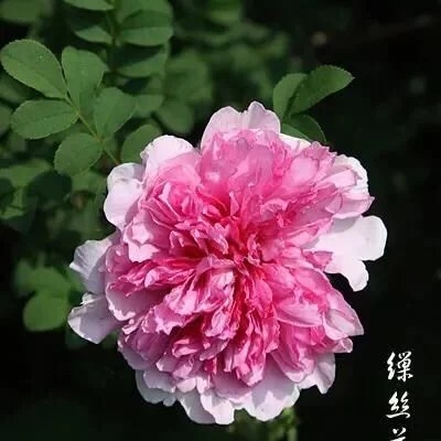 重瓣月季爬藤珍稀名贵耐寒树苗