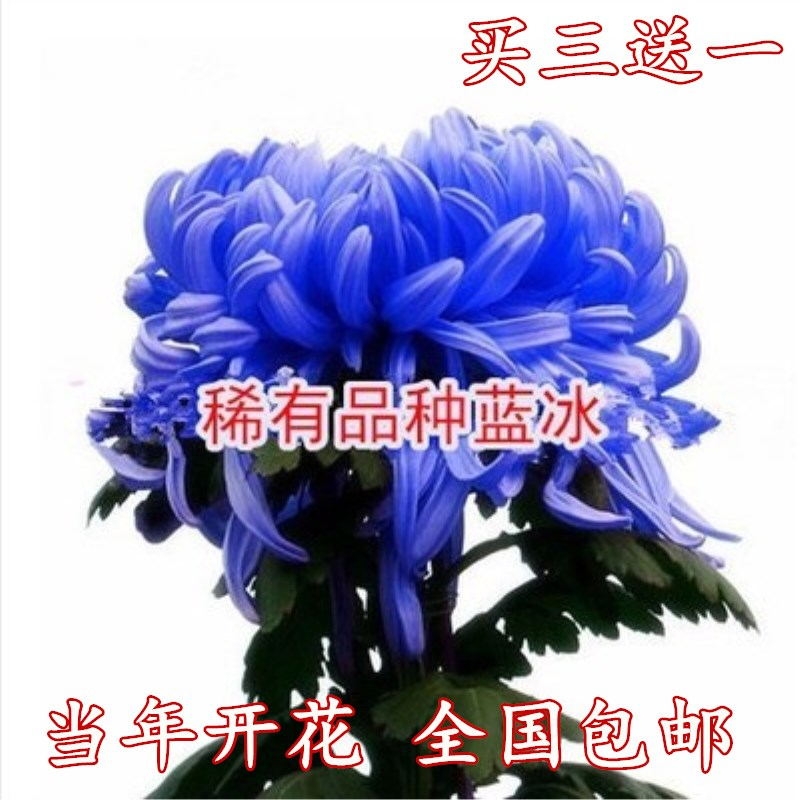 盆栽菊花苗植物荷兰菊苗四季开花室内花卉植物九月菊秋菊美人菊苗