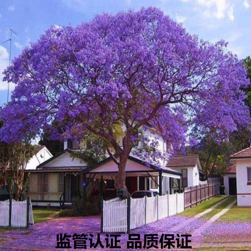蓝花楹树苗名贵庭院绿化风景树