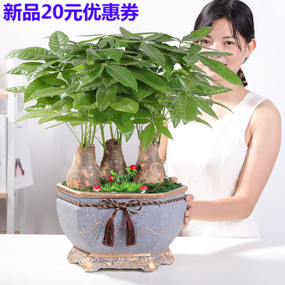 发财树植物花卉吉利红收银台盆栽