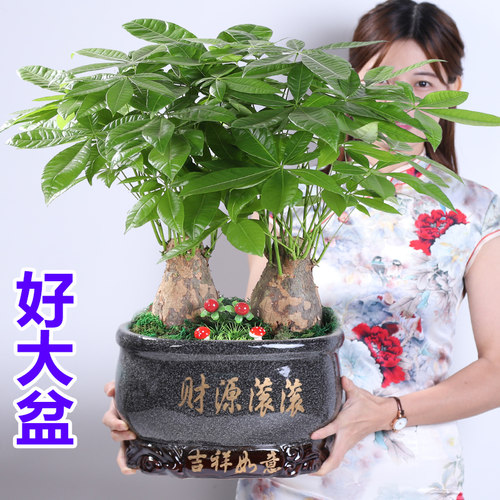 大发财树绿植物客厅室内带盆栽好