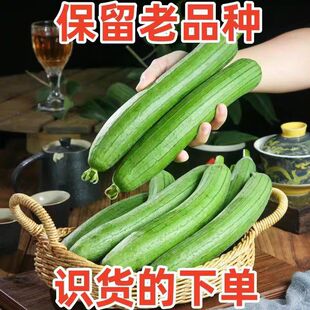 新鲜丝瓜奶油丝瓜短棒肉丝瓜五叶香丝瓜绿皮丝瓜鲜嫩可口时令蔬菜