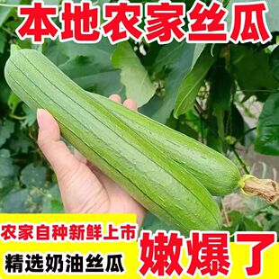 苏北农家露天白玉香丝瓜新鲜本地老肉丝瓜老品种青瓜蔬菜现摘现发