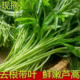 【带叶切根】苏北新鲜芦蒿野菜黎耗藜蒿篱蒿泥蒿农家蔬菜坏烂包赔