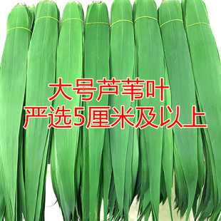芦苇叶精选5公分新鲜芦苇叶农家现摘野生天然粽子端午节包粽子叶