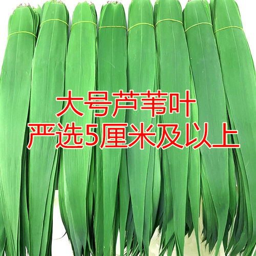 芦苇叶精选5公分新鲜芦苇叶农家现摘野生天然粽子端午节包粽子叶