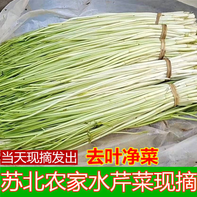 新鲜水芹菜去叶净菜蔬菜水芹小叶水芹菜无节水芹农家自种现摘菜