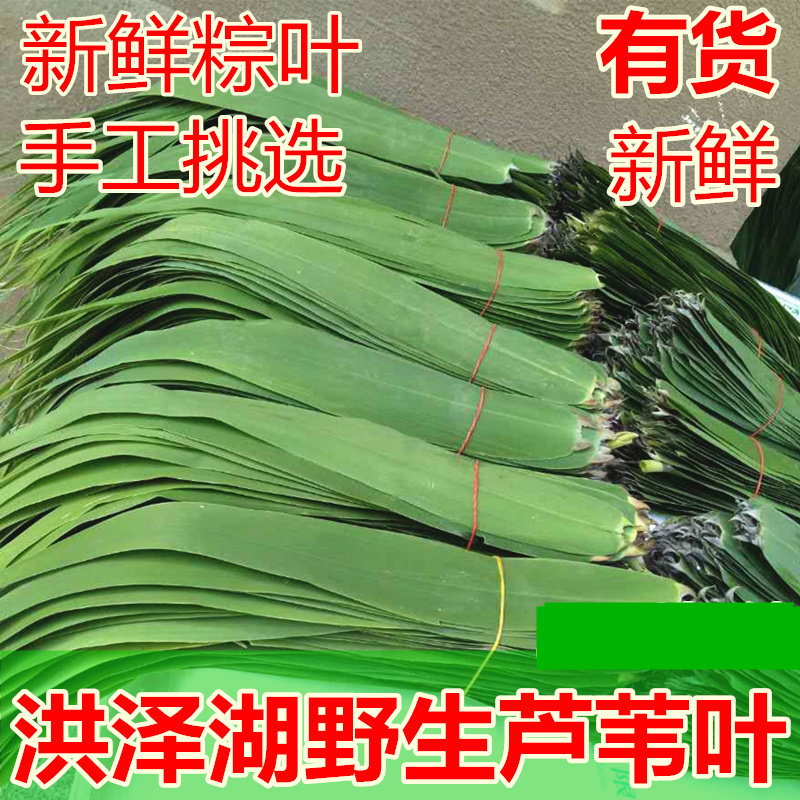 粽叶新鲜芦苇叶农家现摘天然包干粽子叶的大小叶子端午粽子叶