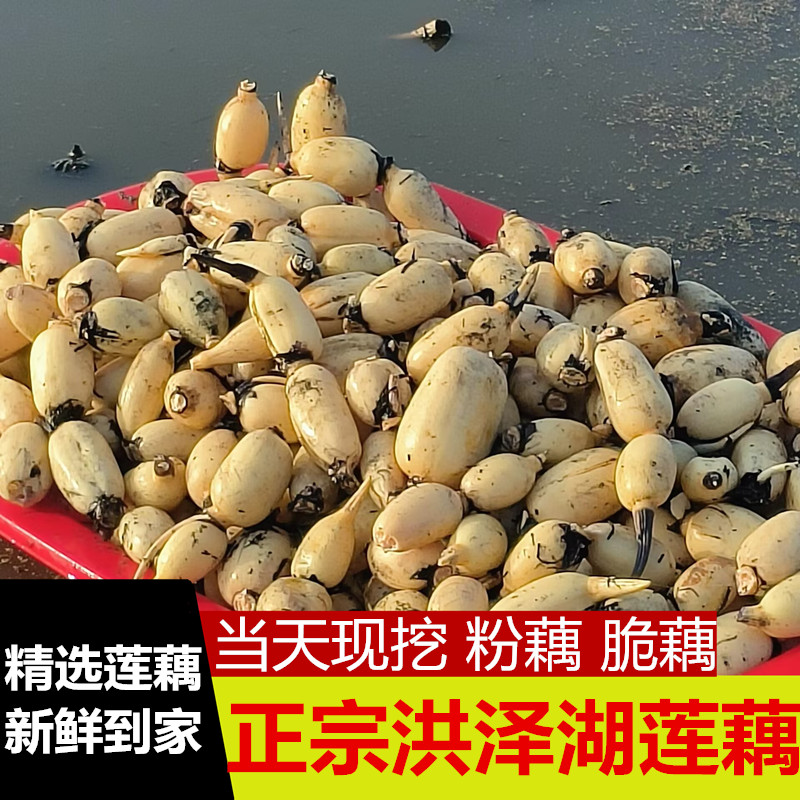 洪泽湖脆莲藕现挖现发