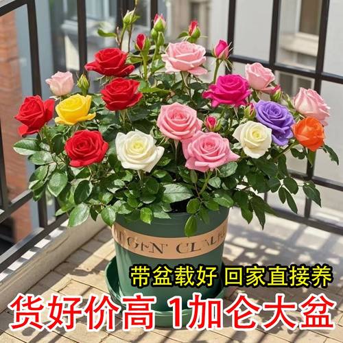 玫瑰花苗盆栽带花苞四季花开室内外好养活的绿植物月季苗花卉大全