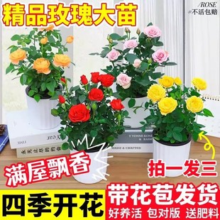 带花苞发货迷你玫瑰盆栽室内外阳台花四季 大苗花卉花苗 花开月季