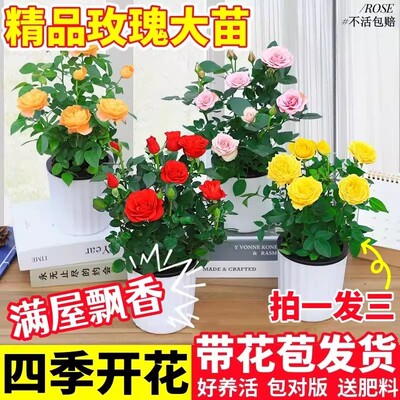 带花苞发货迷你玫瑰盆栽室内外阳台花四季花开月季大苗花卉花苗