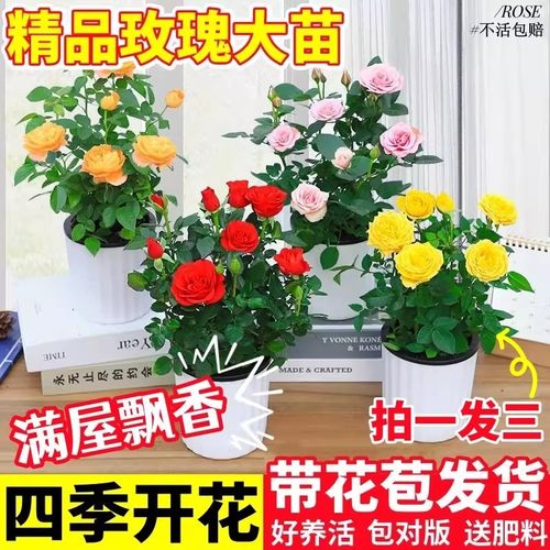 带花苞发货迷你玫瑰盆栽室内外阳台花四季花开月季大苗花卉花苗