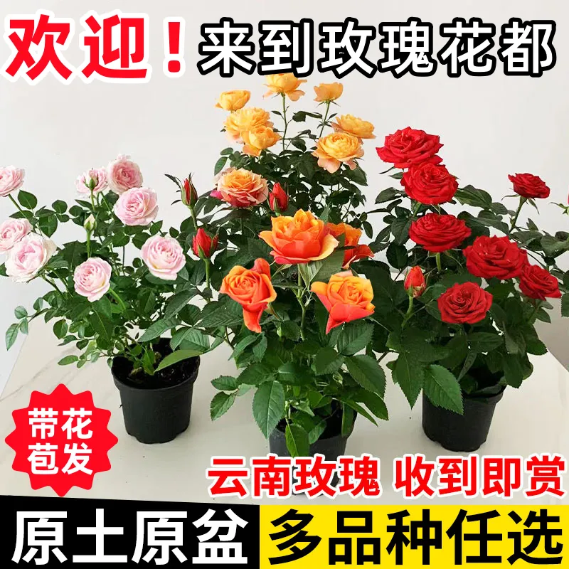 【四季循环花开】带花苞发货玫瑰花苗盆栽室内外阳台好养花卉耐寒