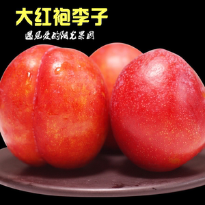 辽宁鲅鱼圈白沙湾盖县大红袍李子