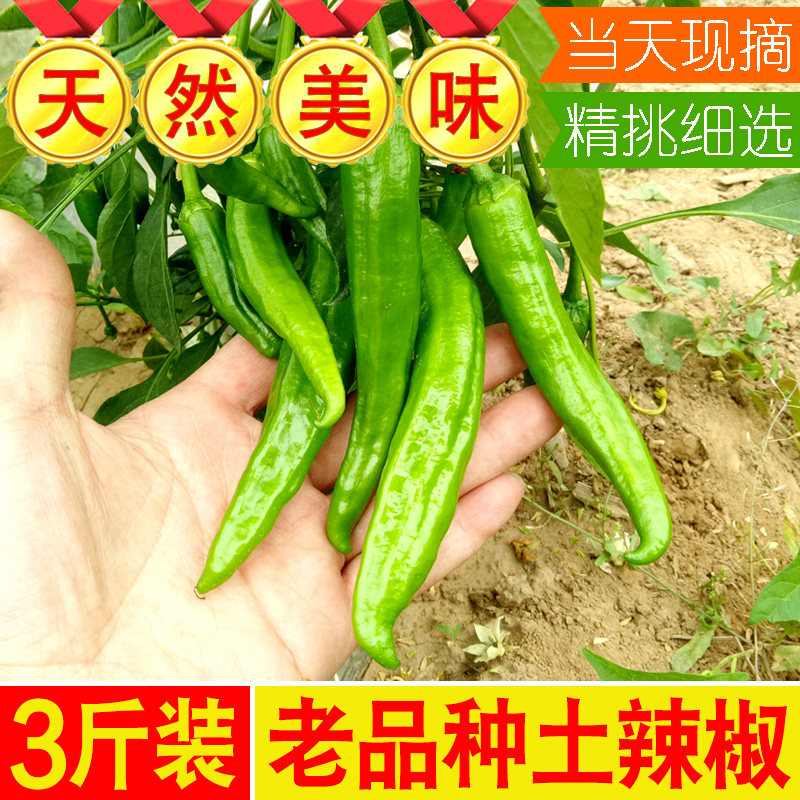 农家现摘小尖椒土辣椒新鲜青椒薄皮中辣特辣湖南江西湖北3斤包邮|msdalam kategori daging perikanan/Buah-buahan segar dan sayur-sayuran/dimasak, sayur-sayuran segar/Vegetable Products, sayur-sayuran segar, lain - dari Buy2taobao.com untuk memberikan perkhidmatan ejen Taobao profesional membeli