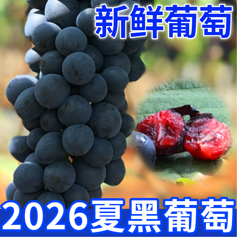 6斤云南夏黑葡萄现摘无核新鲜无籽葡萄当季孕妇水果 非黑加仑巨峰