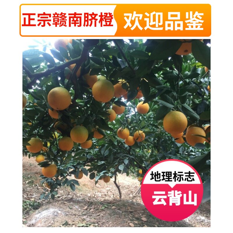 江西橙子正宗赣南脐橙产地直发当季新鲜现摘农产品鲜橙装赣州水果