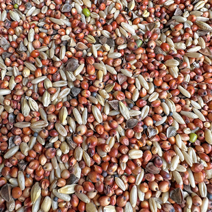 斑鸠 小鸽子幼鸽粮食 鸽子饲料 无玉米无豌豆鸽粮 魔术鸽赛鸽鸽粮