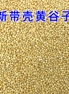 新鲜饱满！新带壳黄谷子
