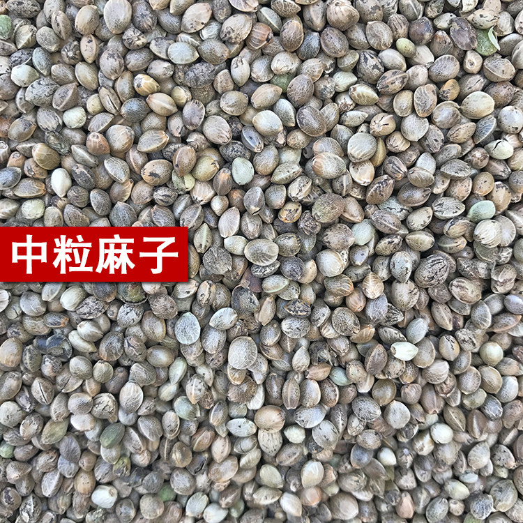 麻子线麻麻籽火麻仁中颗粒鹦鹉鸟食鸟粮饲料仓鼠粮鸽子粮食 500g|msdalam kategori haiwan peliharaan/makanan haiwan dan bekalan, Burung dan bekalan, makanan burung - dari Buy2taobao.com untuk memberikan perkhidmatan ejen Taobao profesional membeli