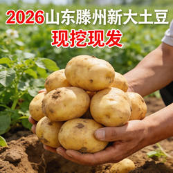 山东滕州特产直发沙地精品新鲜大土豆马铃薯现挖洋芋淡黄皮淡黄心