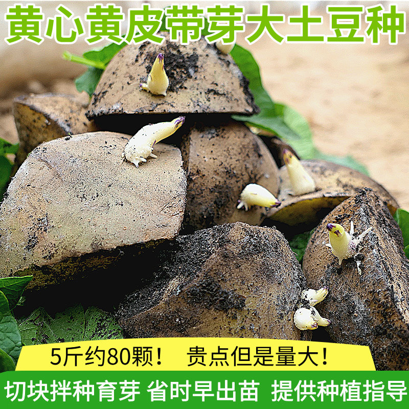 山东滕州黄心黄皮土豆种子马铃薯种坤元沃土荷兰15品种带芽批发