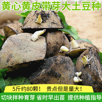 山东滕州黄心黄皮土豆种子马铃薯种坤元沃土荷兰15品种带芽批发