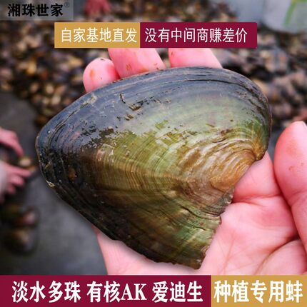 11-13 14-16cm淡水无珠三角蚌繁殖净化水质常规蚌有核AK爱迪生蚌