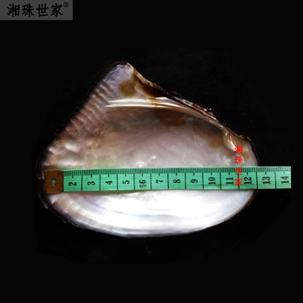 壳 淡水三角小珍珠蚌壳打磨抛光原材料装饰磨粉造景标本摆件置物
