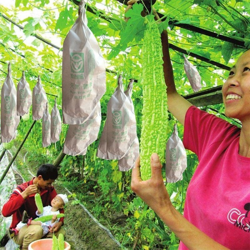 种植果实防护袋护套果实蝇黄瓜防鸟保护套100个苦瓜防虫袋套袋|ruв категории доставка цветов/цветок моделирования/растения садоводства, садовых принадлежностей, других садовых принадлежностей - от Buy2taobao.com для оказания профессиональной услуги покупки агента Taobao