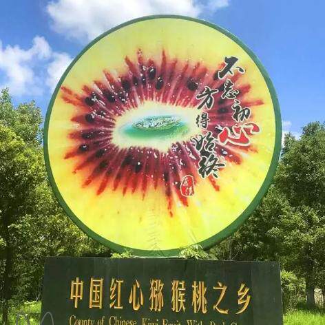 红阳红心猕猴桃苍溪红心现摘