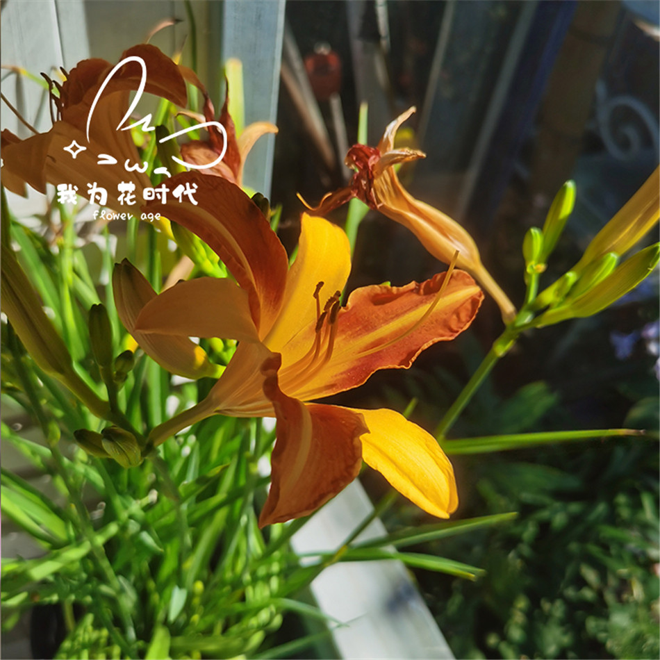 【大花萱草】忘忧草耐寒植物工程花苗地被北方耐寒庭院花卉盆栽苗