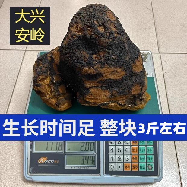桦树茸整块桦褐孔菌3斤左右包邮